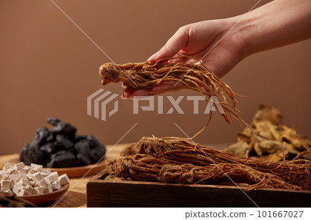 Front view of female hand holding a angelica sinensis on brown background. Chinese herbs work support menstrual regulation, digestive treatment, anti-constipation Front view of female hand holding a angelica sinensis on brown background. Chinese herbs work support menstrual regulation, digestive treatment, anti-constipation 101667027