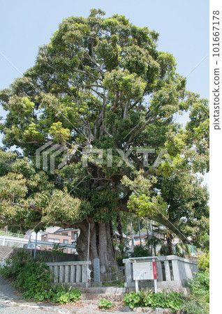 Icon's mound 101667178