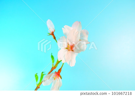 盛開的櫻花,櫻花,櫻花,櫻花,染井吉野 盛開的櫻花,櫻花,櫻花,櫻花,染井吉野 101667218