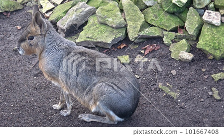 Patagonian mara, Dolichotis patagonum, sitting and resting, watching for danger 101667408