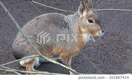 Patagonian mara, Dolichotis patagonum, sitting and resting, watching for danger 101667414