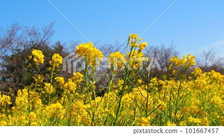 Rapeseed field under the blue sky Rapeseed field under the blue sky 101667457