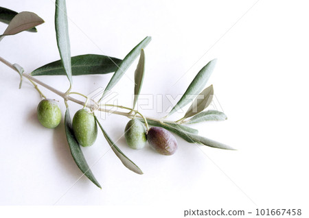 Olive oil Fresh olives on olive branches Italy 101667458