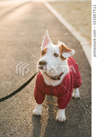 Portrait of cute Jack Russell dog in suit walking in autumn park copy space and empty place for text. Puppy pet is dressed in sweater walks 101667511