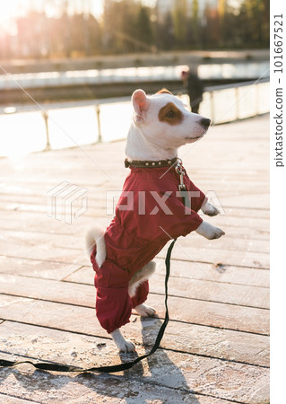 Woman training her little dog jack russell terrier in suit breed outdoors in winter park cold day - pet or dog accessories and owner concept 101667521