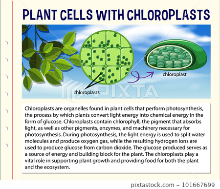 Chloroplast Information for Biology and Life Science Education 101667699