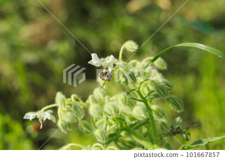 日本蜜蜂採集花蜜 日本蜜蜂採集花蜜 101667857