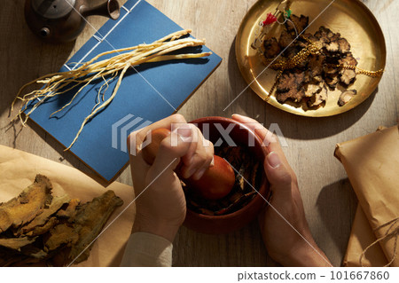Hand model using mortar and pestle to pound herbs. Szechuan Lovage Rhizome, Dangshen and Rhubarb root and rhizome displayed around. Healthy medicine concept 101667860