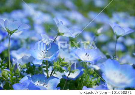 藍色 Nemophila Nemophila Men Jessie 4 藍色 Nemophila Nemophila Men Jessie 4 101668271