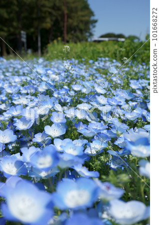 藍色 Nemophila Nemophila Men Jessie 3 藍色 Nemophila Nemophila Men Jessie 3 101668272