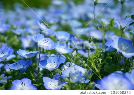藍色 Nemophila Nemophila Men Jessie 2 藍色 Nemophila Nemophila Men Jessie 2 101668273