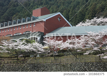Cherry blossoms in full bloom, Minetopia Besshi in spring Cherry blossoms in full bloom, Minetopia Besshi in spring 101668375