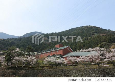 盛開的櫻花，春天的別子峰之鄉 101668380
