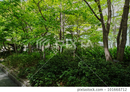 城市中的休閒空間 城市公園的清新綠意 城市中的休閒空間 城市公園的清新綠意 101668712