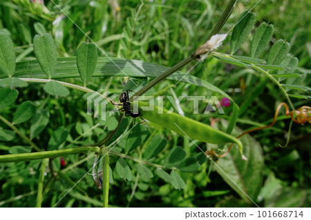 Japanese carpenter ant hunting with black peas 101668714
