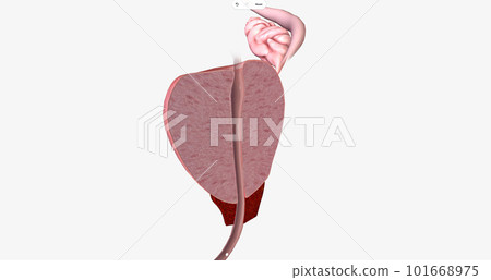 The Prostate, Sagittal Cross Section 101668975