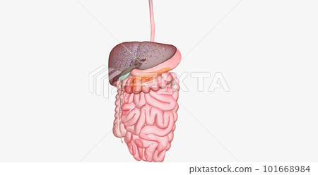 In between meals, glucose stores in the liver are released into the bloodstream. 101668984