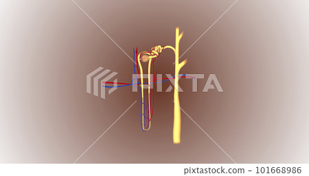 The function of the nephron is to convert blood to urine and consists of the tubular system and the renal corpuscle. 101668986