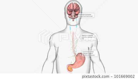 Relationship between gastric emptying and brain 101669002
