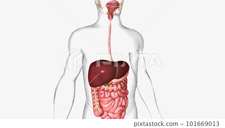 The digestive system is made up of the gastrointestinal tract and glandular organs, including the salivary glands, liver, pancreas, and gallbladder. 101669013