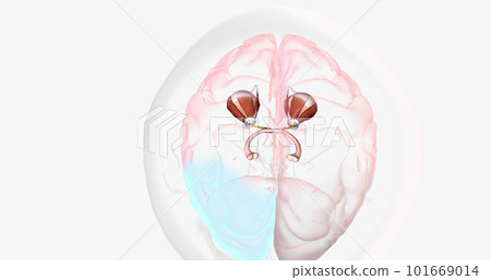 Strabismic Amblyopia, Visual Pathway with Eye Movement 101669014