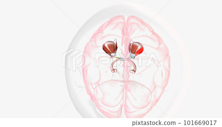Strabismic Amblyopia, Visual Pathway with Eye Movement Strabismic Amblyopia, Visual Pathway with Eye Movement 101669017
