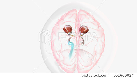 Strabismic Amblyopia, Visual Pathway with Eye Movement Strabismic Amblyopia, Visual Pathway with Eye Movement 101669024