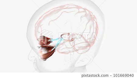 Normal Visual Pathway with Eye Movement 101669040