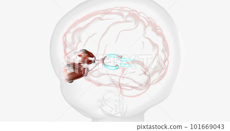 Normal Visual Pathway with Eye Movement Normal Visual Pathway with Eye Movement 101669043