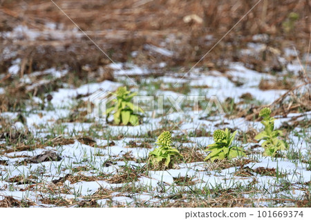 Fukinoto in the snowy season Fukinoto in the snowy season 101669374