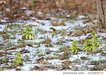Fukinoto in the snowy season 101669375