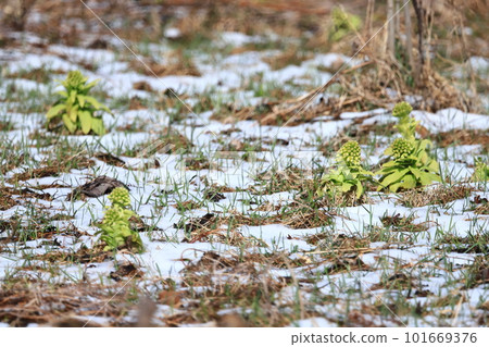 Fukinoto in the snowy season Fukinoto in the snowy season 101669376