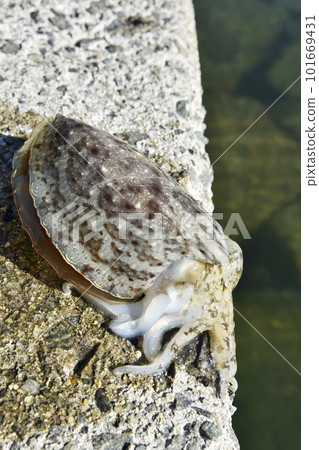 The cuttlefish that I caught is trying to escape to the sea from the top of the wharf. 101669431