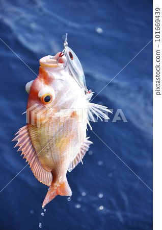 Kiddai caught by jigging off the coast of Sanin Kiddai caught by jigging off the coast of Sanin 101669439