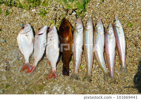 Arrange freshly caught sea bream, bluefish, and whiting on the beach Arrange freshly caught sea bream, bluefish, and whiting on the beach 101669441