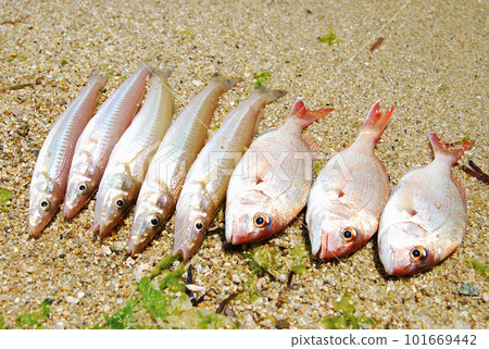 Shirogisu and sea bream from boat fishing Shirogisu and sea bream from boat fishing 101669442