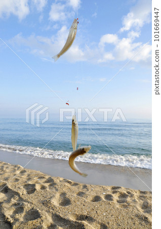 The background is sky, sea and beach. 3 whitefish caught by throwing The background is sky, sea and beach. 3 whitefish caught by throwing 101669447