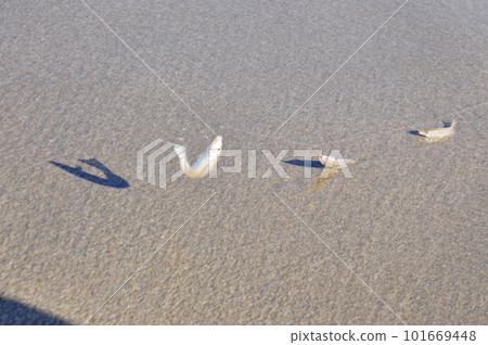 3 fish caught by casting 101669448