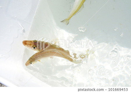 一條放在桶裡的魚在跳躍 一條放在桶裡的魚在跳躍 101669453