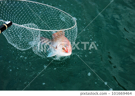 在瀨戶內海用球網捕捉被泰國騾子捕獲的鯛魚 101669464