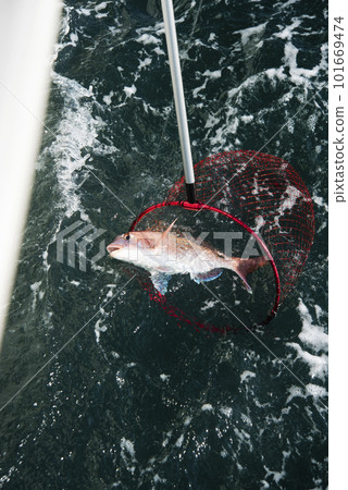 Scooping fish caught in the Seto Inland Sea with a ball net Scooping fish caught in the Seto Inland Sea with a ball net 101669474