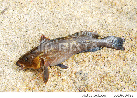 Freshly caught ayu fish Freshly caught ayu fish 101669482