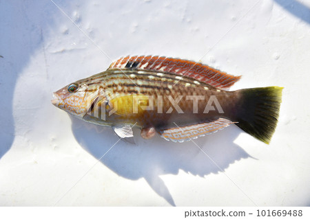Freshly caught Isobella Freshly caught Isobella 101669488