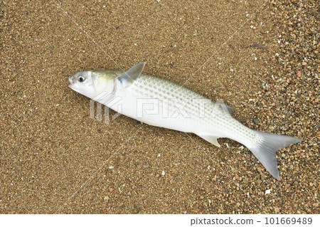 Mullet caught on the beach Mullet caught on the beach 101669489