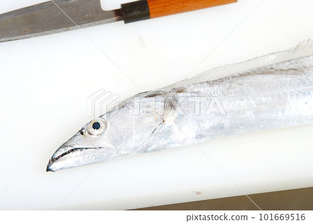 菜板上的帶魚 菜板上的帶魚 101669516