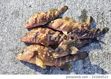 在碼頭捕獲的阿古和鲉魚 101669522