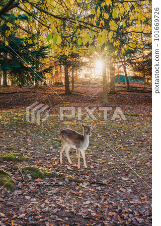 Young wild deer, standing in the forest, morning light. deer in the forest. rays of the sun. sunset Young wild deer, standing in the forest, morning light. deer in the forest. rays of the sun. sunset 101669726