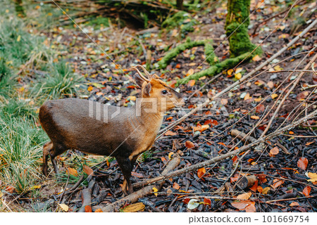 The smallest species of deer in the world. Portrait in landscape format of a Pudu, the world's smallest deer. Southern Pudu with little horns is standing between the vegetation in autumn forest 101669754