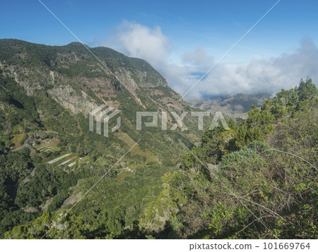 View of mossy tree at valley with village El Cedro, foggy green hill at mist laurisilva forest of the Garajonay National Park. Hiking trail at La Gomera, Canary Islands, Spain. View of mossy tree at valley with village El Cedro, foggy green hill at mist laurisilva forest of the Garajonay National Park. Hiking trail at La Gomera, Canary Islands, Spain. 101669764