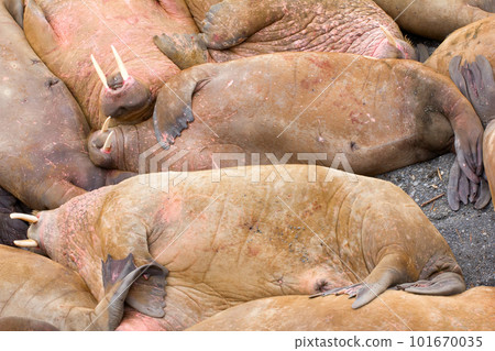 Life Atlantic walruses at haul out sites is (at most) of sleep and small conflicts with neighbors Life Atlantic walruses at haul out sites is (at most) of sleep and small conflicts with neighbors 101670035